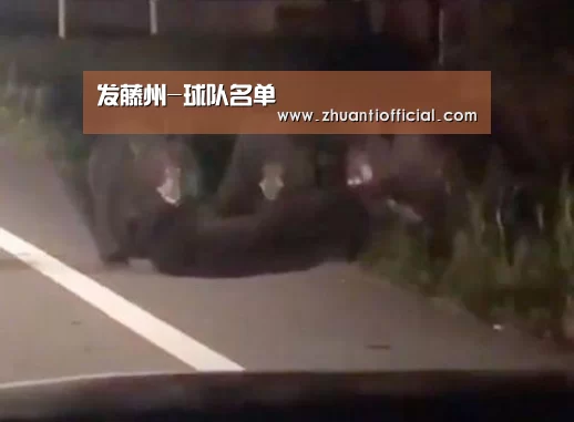 发藤州-球队名单(图1) 球队名单